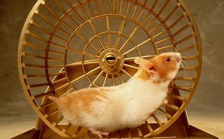 hamster_na_roda-1550